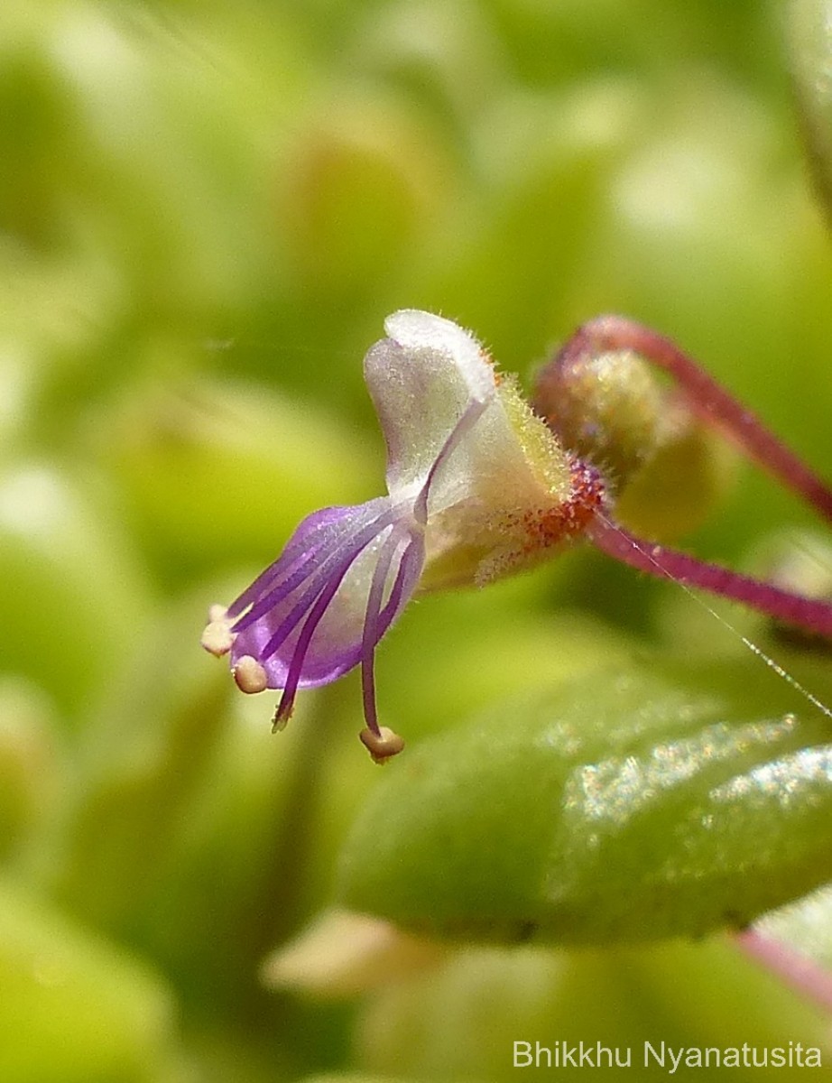 Coleus prostratus (Gürke) A.J.Paton